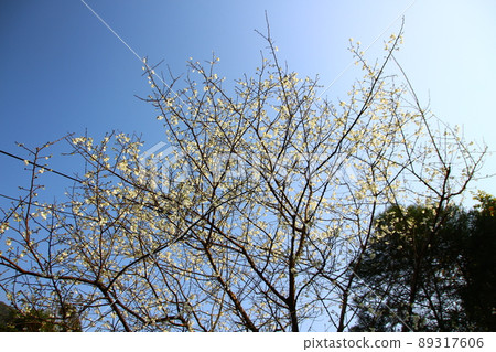 Cherry blossoms  89317606