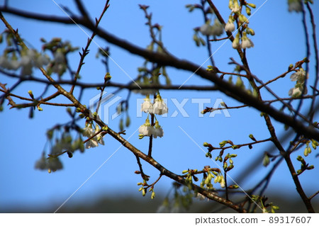 Cherry blossoms  89317607