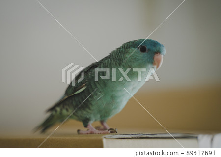 Cute barred parakeet Cute barred parakeet 89317691