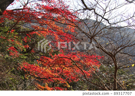 Rokko mountain trail: Autumn leaves along the Uoya road 89317707