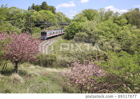 Surrounded by fresh greenery and double cherry blossoms Surrounded by fresh greenery and double cherry blossoms 89317877