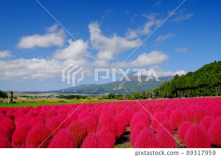 地膚秋葉 89317959