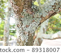Parmeliaceae 89318007