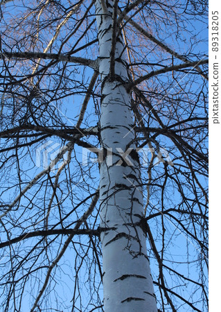 A large birch tree against a blue sky. Bottom view.. 89318205