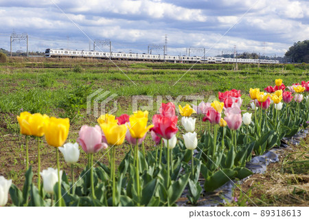 穿過鬱金香田的總武快速線 穿過鬱金香田的總武快速線 89318613