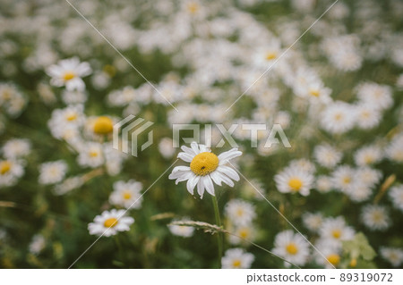 A close up of a flower A close up of a flower 89319072