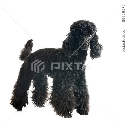 poodle in studio poodle in studio 89319173
