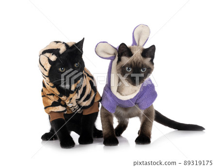two dressed cats in studio two dressed cats in studio 89319175