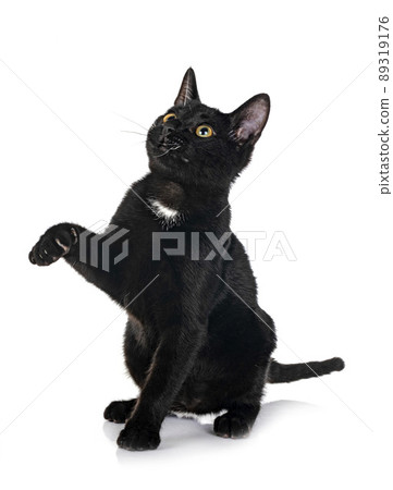 stray cat in studio stray cat in studio 89319176