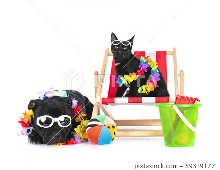 staffordshire bull terrier and cat staffordshire bull terrier and cat 89319177