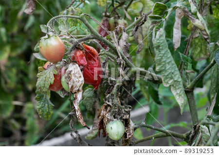 Fungal diseases of tomatoes Late blight is one of the most dangerous diseases Fungal diseases of tomatoes Late blight is one of the most dangerous diseases 89319253