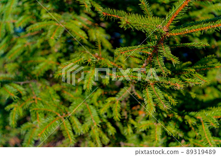 Green spruce in the park. Green spruce in the park. 89319489