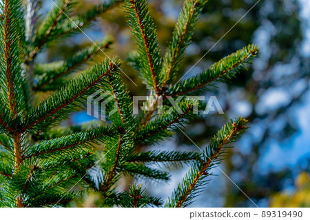 Green spruce in the park. 89319490