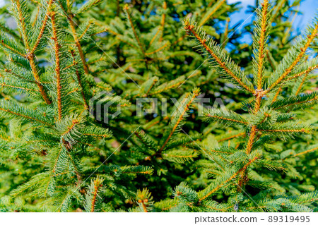 Green spruce in the park. Green spruce in the park. 89319495