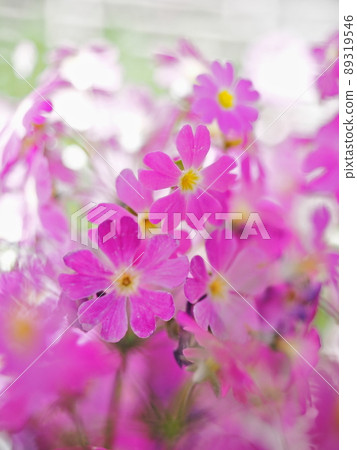 報春花 89319546