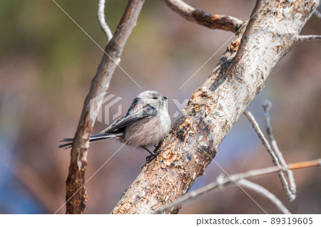 European long-tailed tit, latin name Aegithalos caudatus. A bird sitting on a branch in a deciduous forest. 89319605