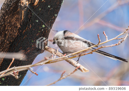 European long-tailed tit, latin name Aegithalos caudatus. A bird sitting on a branch in a deciduous forest. 89319606