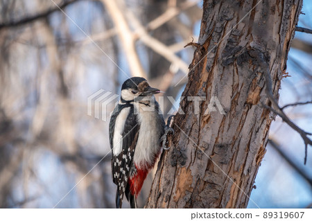 Little woodpecker sits on a tree trunk. The great spotted woodpecker, Dendrocopos major 89319607