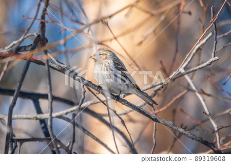 Common redpoll female, cute bird with bright red patch on its forehead sits on tree branch without leaves in sunny spring day. Common redpoll female, cute bird with bright red patch on its forehead sits on tree branch without leaves in sunny spring day. 89319608