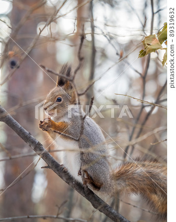 The squirrel with nut sits on tree in the winter or late autumn 89319632