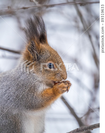 The squirrel with nut sits on tree in the winter or late autumn The squirrel with nut sits on tree in the winter or late autumn 89319633