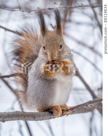 The squirrel with nut sits on tree in the winter or late autumn 89319634