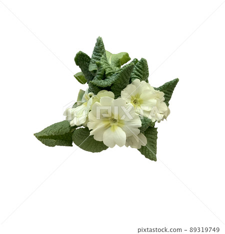 White primrose flowers isolated image, early spring green floral plant on white background, clipping path 89319749