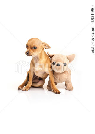 Chihuahua dog together with identical plush toy to him on white studio background 89319963
