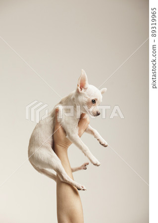 Little chihuahua being raised with a woman hand on white background 89319965
