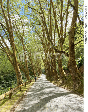 明亮的綠樹成蔭的道路照片風景素材 89320118
