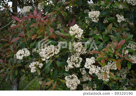 Benikamenmomechi 89320190