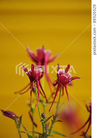 red claw red claw 89320329