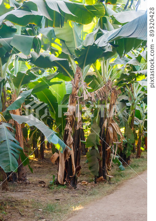 Banana trees growing on the banana plantation 89320428