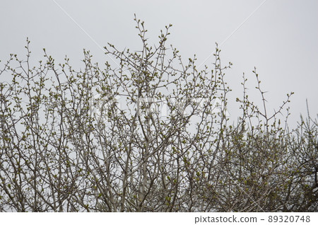 Bloomed buds and flowers of trees in spring in the garden Bloomed buds and flowers of trees in spring in the garden 89320748