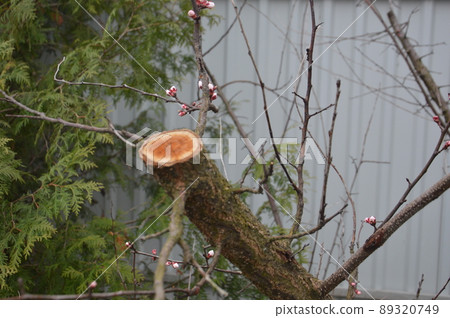 Bloomed buds and flowers of trees in spring in the garden Bloomed buds and flowers of trees in spring in the garden 89320749