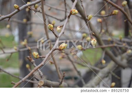 Bloomed buds and flowers of trees in spring in the garden Bloomed buds and flowers of trees in spring in the garden 89320750