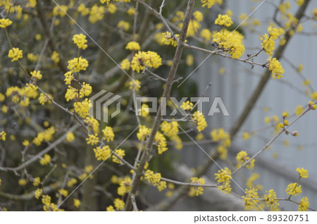 Bloomed buds and flowers of trees in spring in the garden Bloomed buds and flowers of trees in spring in the garden 89320751