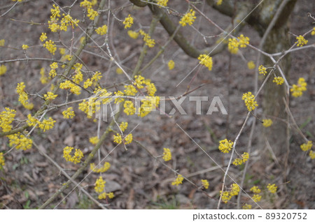 Bloomed buds and flowers of trees in spring in the garden Bloomed buds and flowers of trees in spring in the garden 89320752
