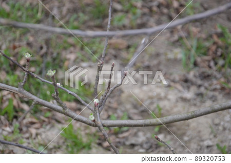 Bloomed buds and flowers of trees in spring in the garden Bloomed buds and flowers of trees in spring in the garden 89320753