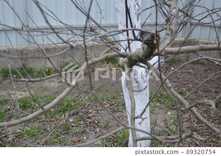 Bloomed buds and flowers of trees in spring in the garden Bloomed buds and flowers of trees in spring in the garden 89320754