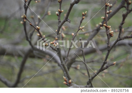 Bloomed buds and flowers of trees in spring in the garden Bloomed buds and flowers of trees in spring in the garden 89320756