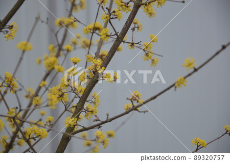 Bloomed buds and flowers of trees in spring in the garden 89320757