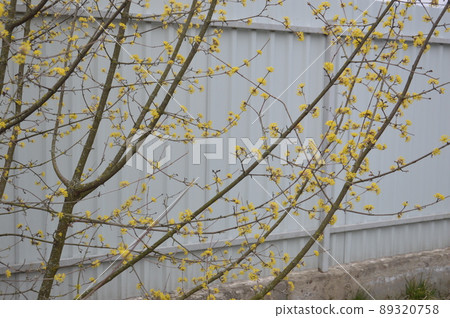 Bloomed buds and flowers of trees in spring in the garden Bloomed buds and flowers of trees in spring in the garden 89320758