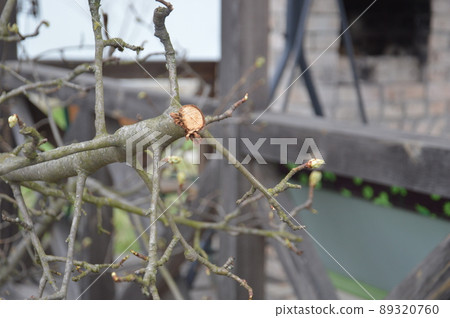 Bloomed buds and flowers of trees in spring in the garden Bloomed buds and flowers of trees in spring in the garden 89320760
