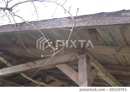 Bloomed buds and flowers of trees in spring in the garden 89320761