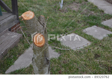 Bloomed buds and flowers of trees in spring in the garden Bloomed buds and flowers of trees in spring in the garden 89320762