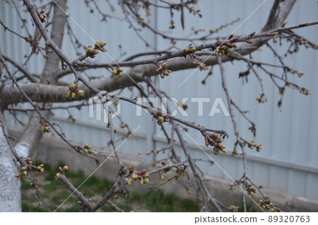 Bloomed buds and flowers of trees in spring in the garden Bloomed buds and flowers of trees in spring in the garden 89320763