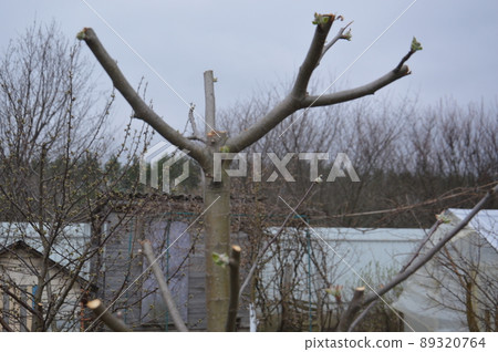 Bloomed buds and flowers of trees in spring in the garden 89320764