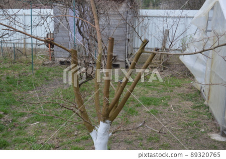 Bloomed buds and flowers of trees in spring in the garden Bloomed buds and flowers of trees in spring in the garden 89320765