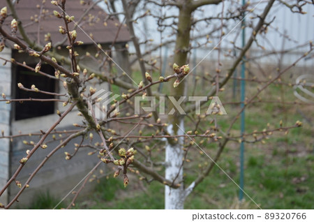 Bloomed buds and flowers of trees in spring in the garden Bloomed buds and flowers of trees in spring in the garden 89320766